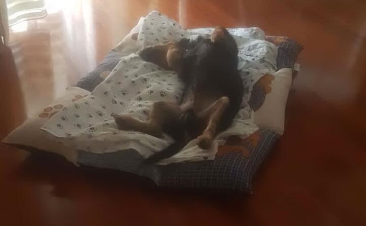 riposino pomeridiano per leo di maria cristina achenza (cagliari)
