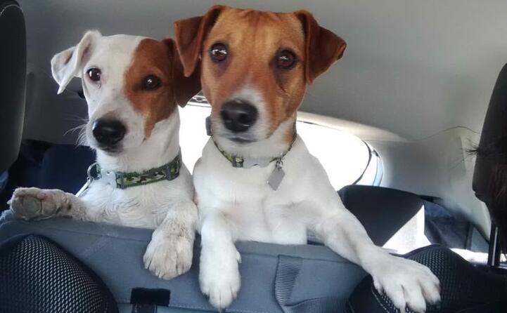 ted e freccia due guasilesi che partono in vacanza per alghero