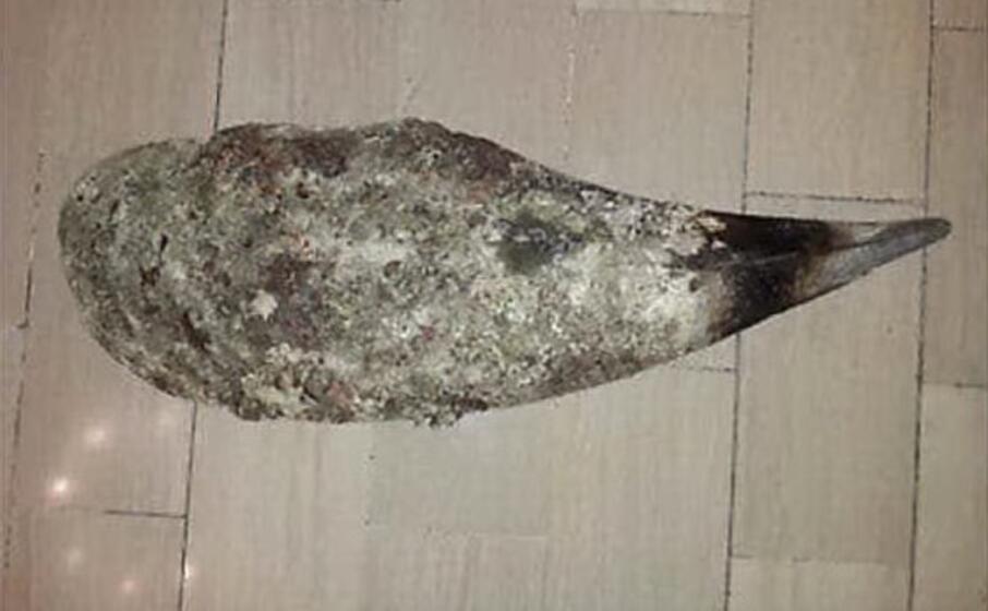 un esemplare di pinna nobilis (foto facebook sardegna rubata e depredata )
