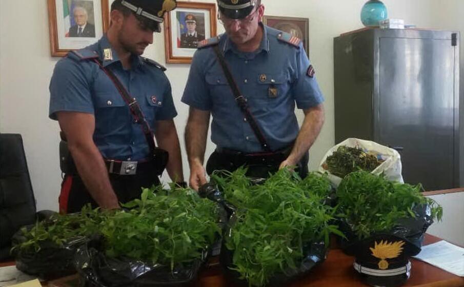alcune delle piante sequestrate (foto carabinieri)