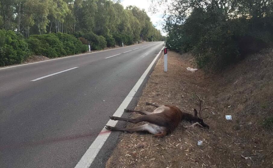 il cervo investito (foto l unione sarda murgana)