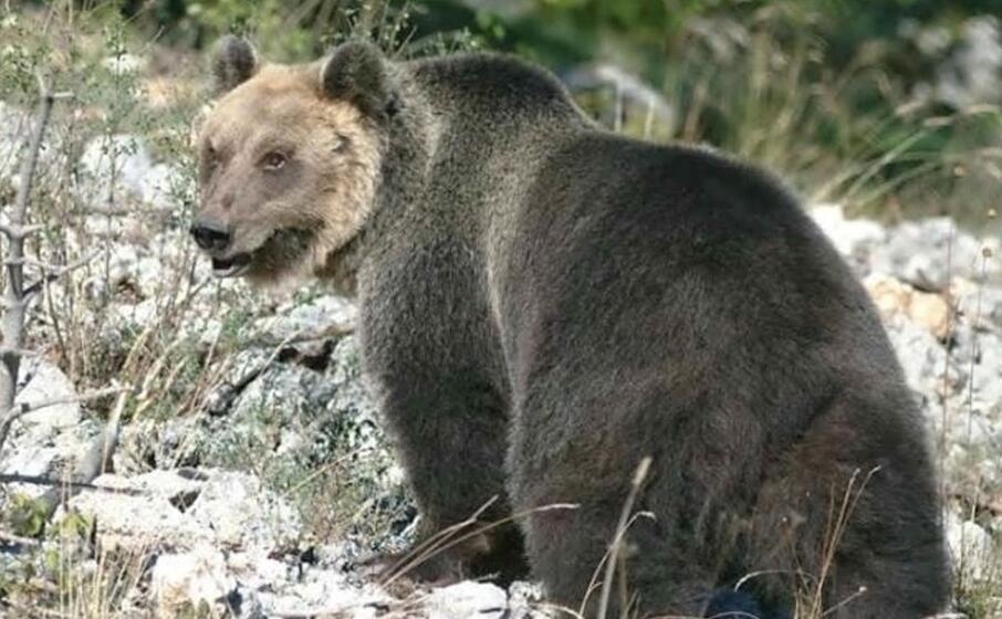 l orso m49 (foto facebook)