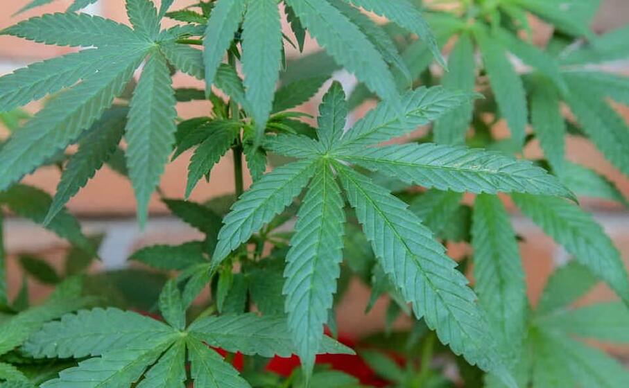 marijuana (foto pixabay)
