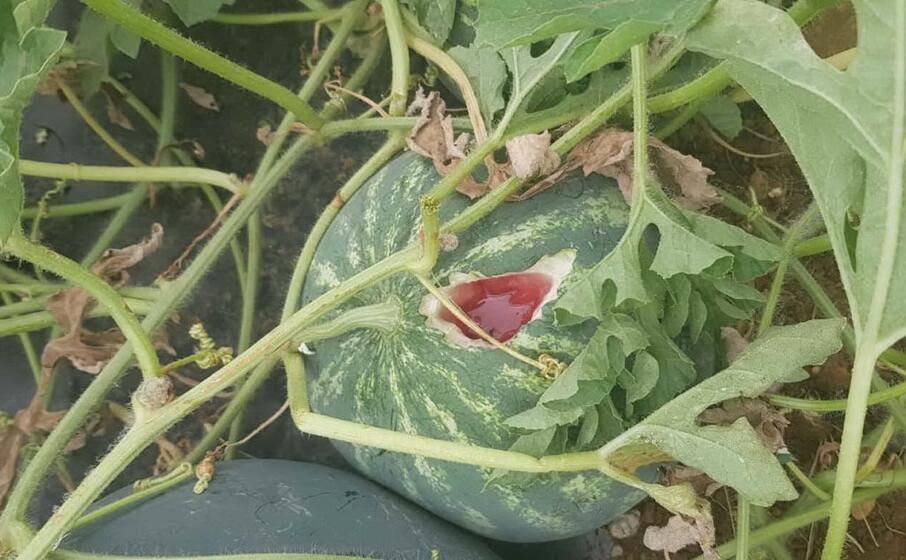 un anguria distrutta dalle cornacchie (foto elia sanna)