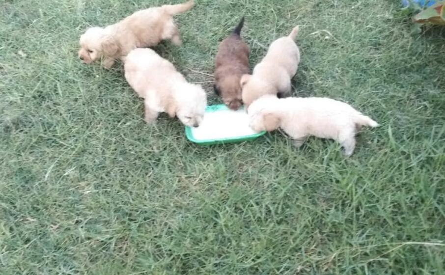 i cuccioli (foto l unione sarda murgana)