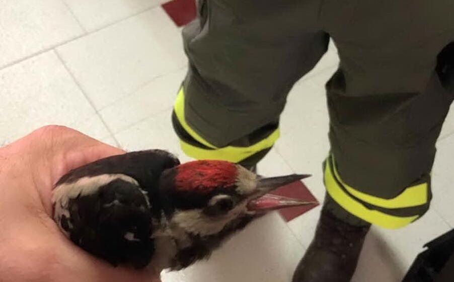il picchi salvato (foto l unione sarda sanna)