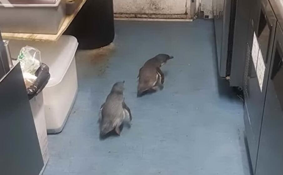 i pinguini a zonzo per il locale (foto da rnz)