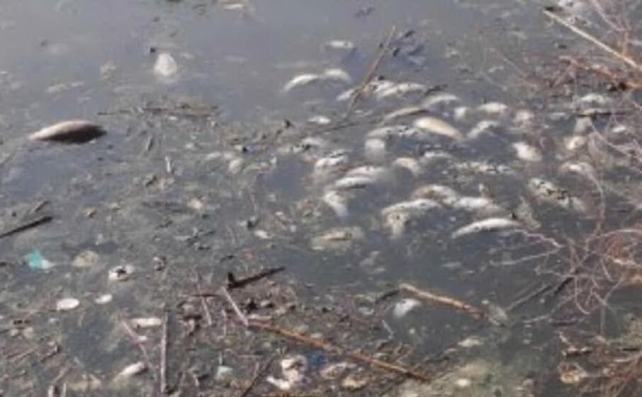 la moria di pesci (foto l unione sarda sanna)