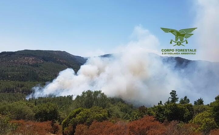 fondamentale l intervento del corpo forestale