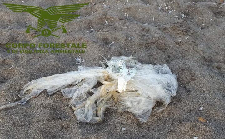 l animale era intrappolato nella plastica