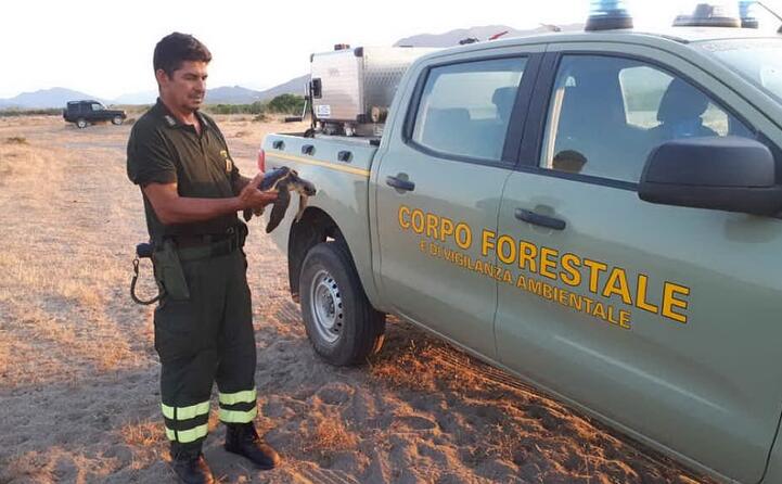 la tartaruga stata salvata in tempo (foto corpo forestale)