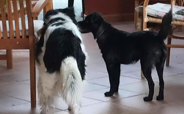 aki e freddi i cani di marta e federica cocco da sinnai