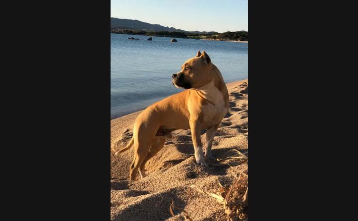 duke da luisa pasella di arzachena