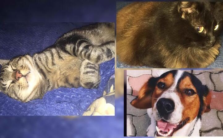 gli amici pelosetti di ester rocco michele e porro