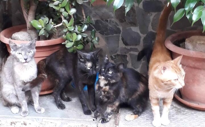 i miei 4 gattini michell nerina batuffolina e garfield