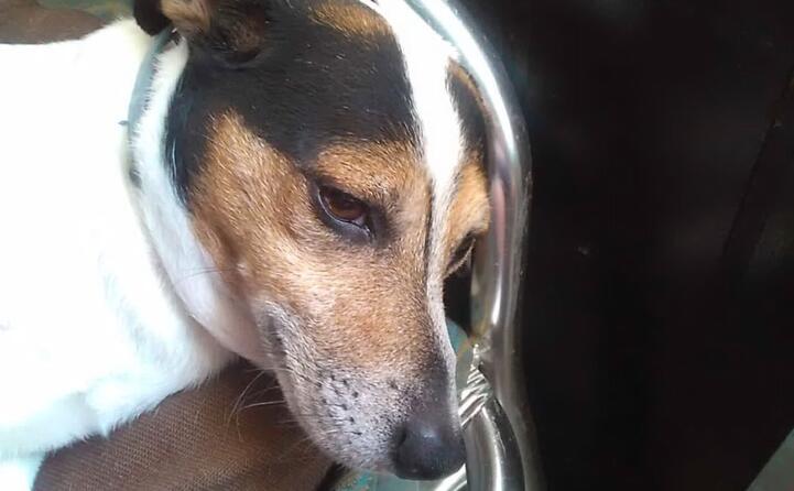 keewee il jack russell nella foto di sergio da cagliari