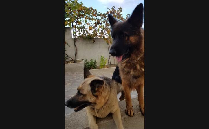 laika e kira da tonino leone di nuoro