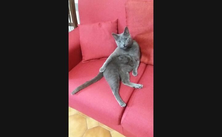 nella foto inviata da antonio di selargius il gatto cesare