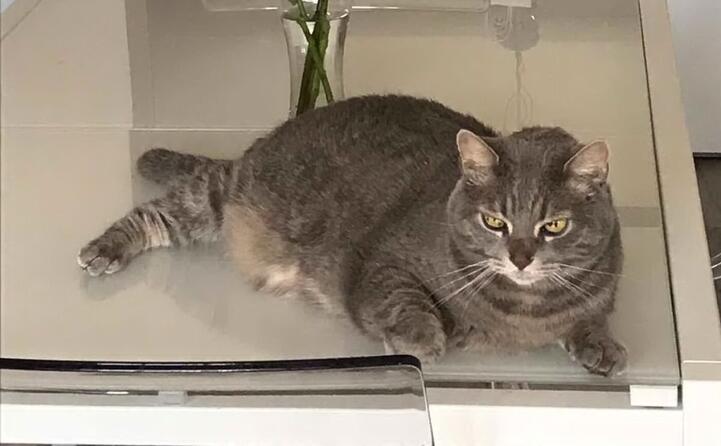 oscar il gatto di mia moglie daniela lequile la foto da quartu sant elena