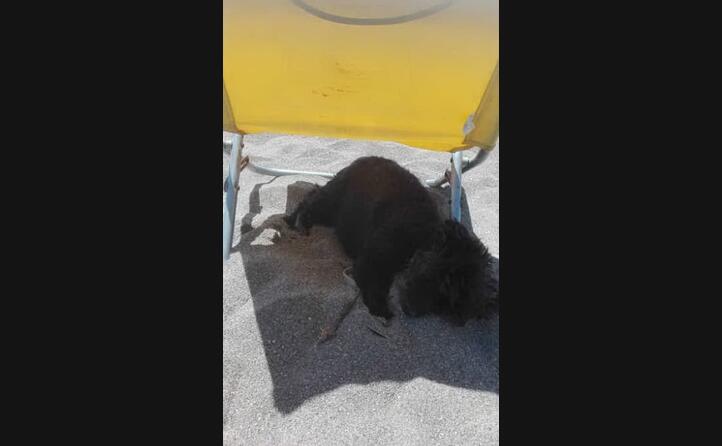 sandro e rita da villaputzu al mare con la loro piccola sissy