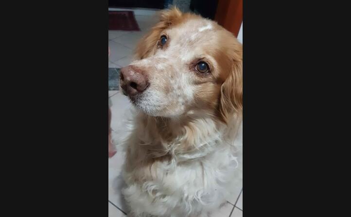tobia il cane di alessio simbula da ussana