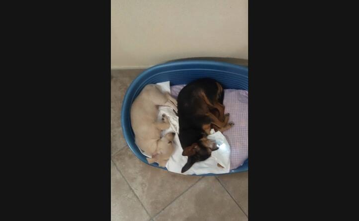 toby e minu inviata da samanta di serramanna
