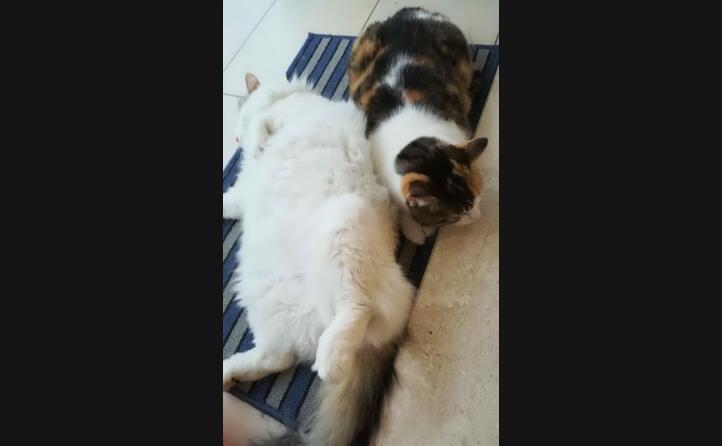 toto e tino