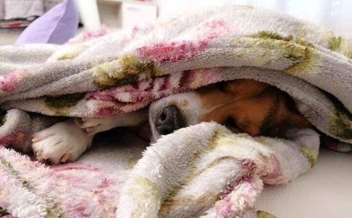 vasco adorabile jack russell la foto inviata da augusta di barumini