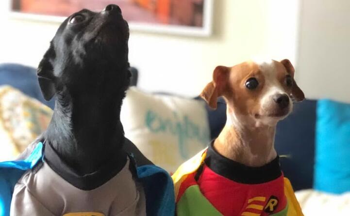 vivo a san diego scrive alessandro mereu sono i giorni del comic con la pi grande convention sui fumetti e arte degli usa i miei cani gorda a sinistra e cipolla si sono trasformati in super eroi