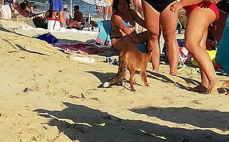 andata vicinissima ai bagnanti