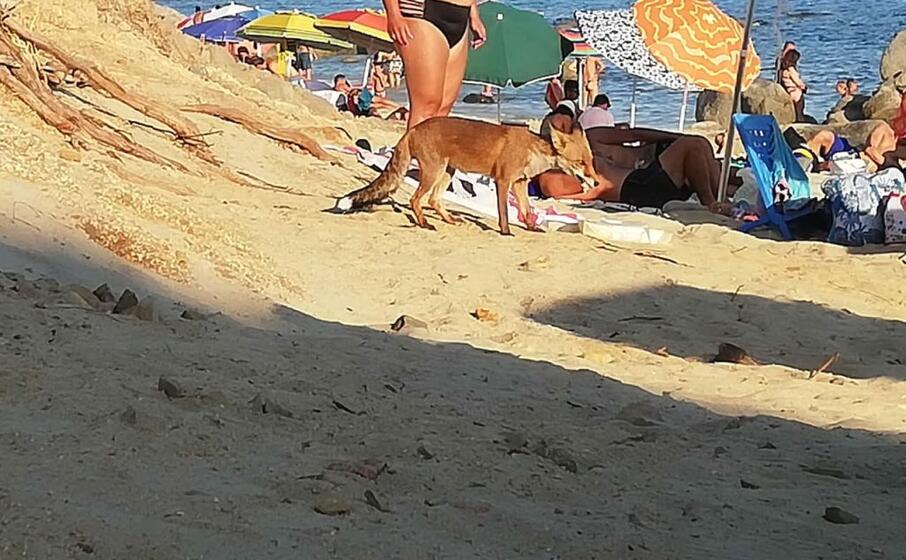 l animale ha destato molta curiosit