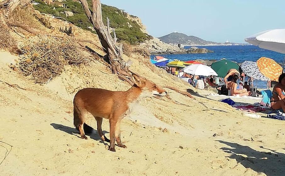 la strana presenza in spiaggia