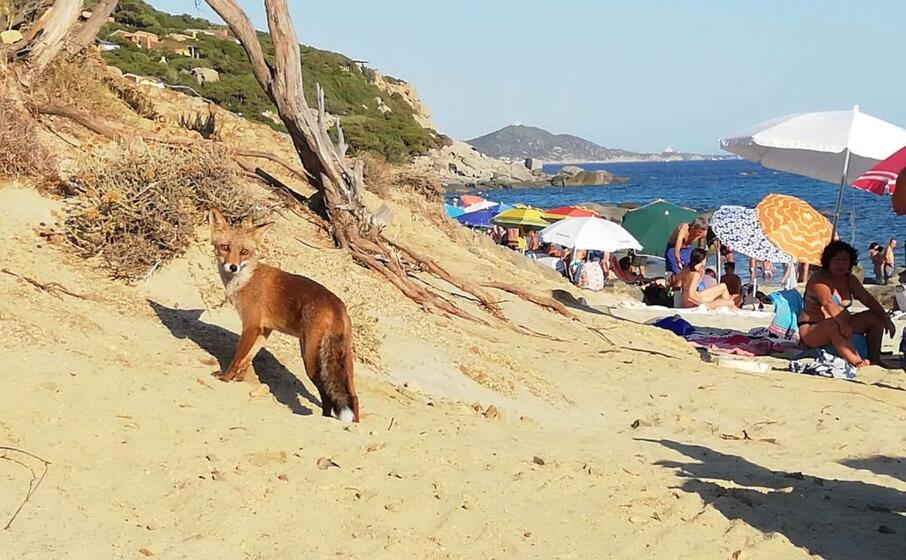 la volpe arrivata in spiaggia a porto sa ruxi (foto l unione sarda andrea serreli)