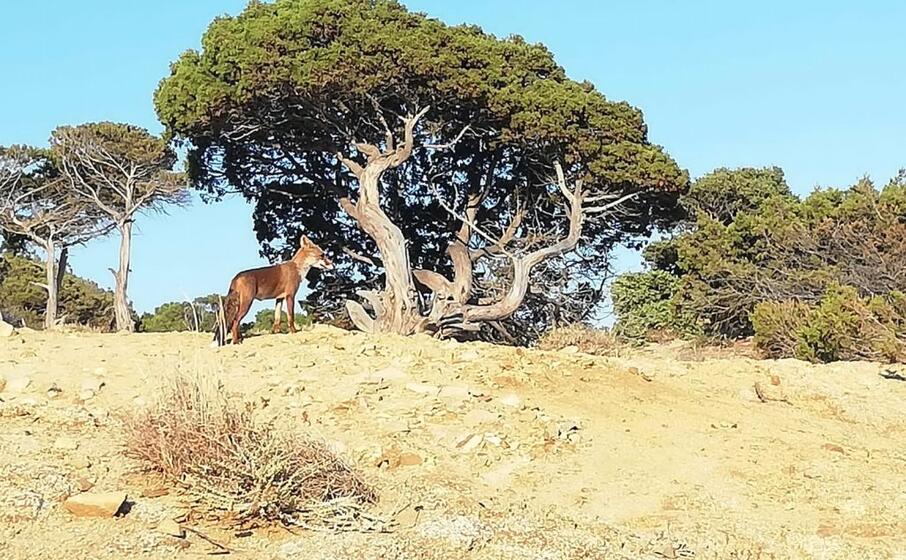potrebbe trattarsi di una femmina che ha dei cuccioli