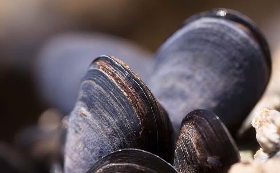 cozze (foto pixabay)