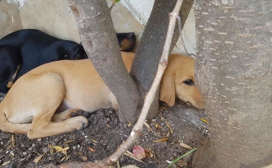 le cagnoline (foto l unione sarda murgana)