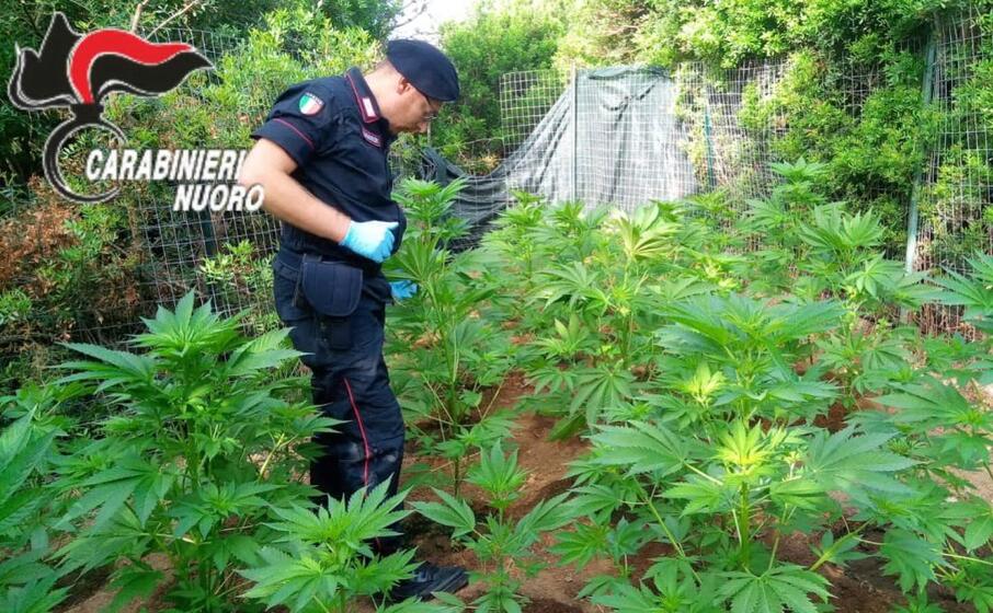 le piante (foto carabinieri)