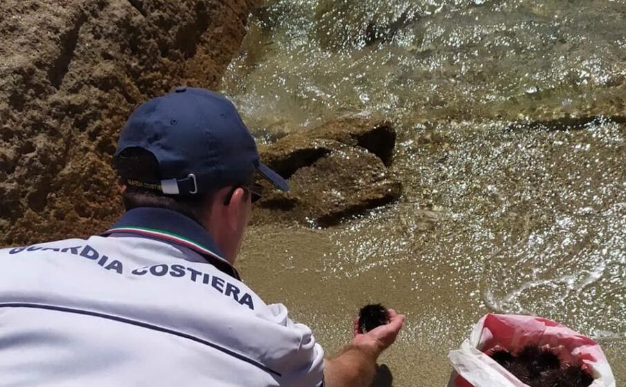 i ricci sequestrati sono stati riportati in mare (foto guardia costiera)