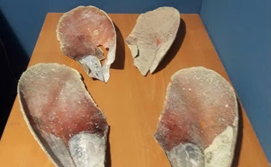 pinna nobilis (foto sardegna rubata e depredata)