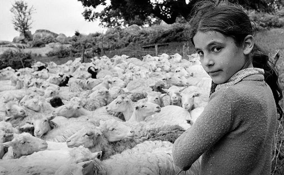 barbagia 1975 giornata di tosatura (foto faustogiaccone)