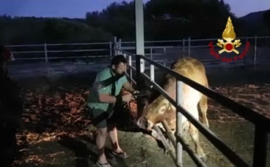 il toro incastrato (foto vigili del fuoco)