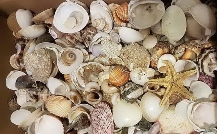 conchiglie sequestrate (foto sardegna rubata e depredata )