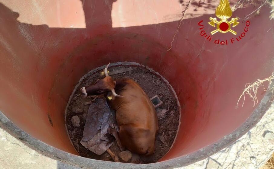 la mucca imprigionata (foto vdf)