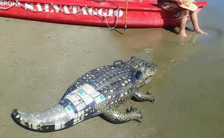 c chi ironizza ipotizzando il caimano jack in spiaggia
