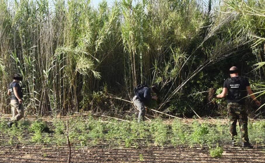 la piantagione posta sotto sequestro (foto polizia di oristano)