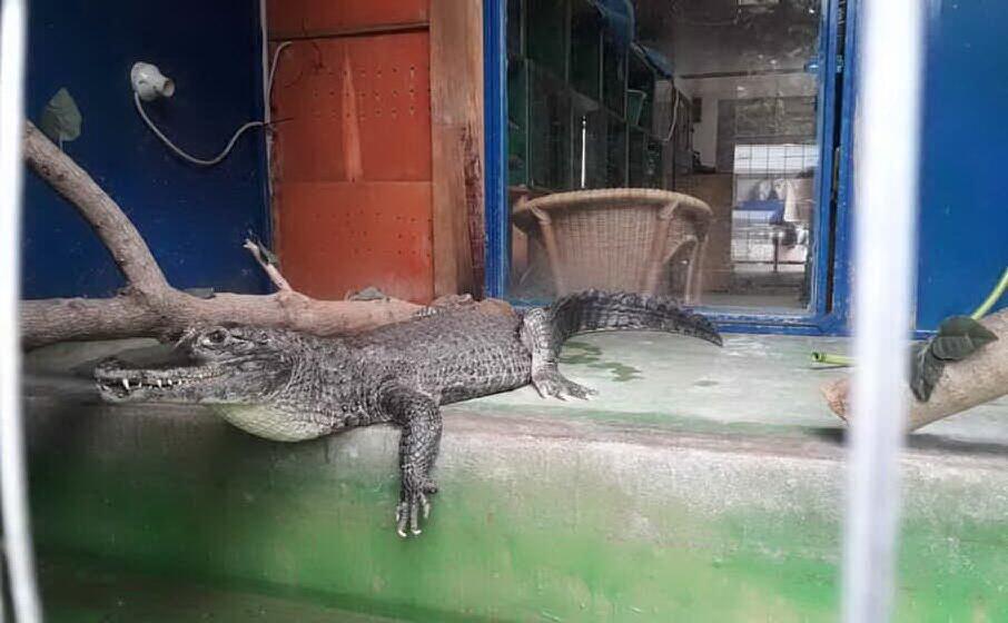 l animale sparito (ansa)