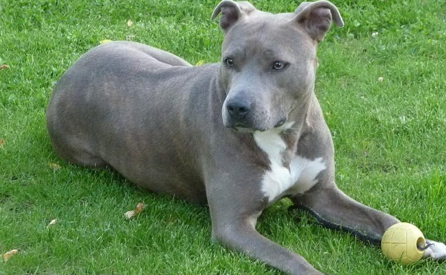 un american staffordshire (wikipedia)