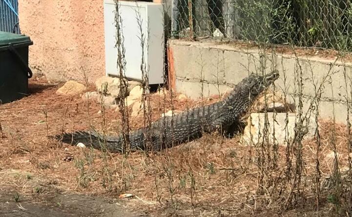 apparso in buone condizioni di salute