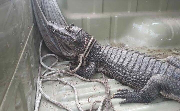 jack era sparito una decina di giorni fa dal circo martin