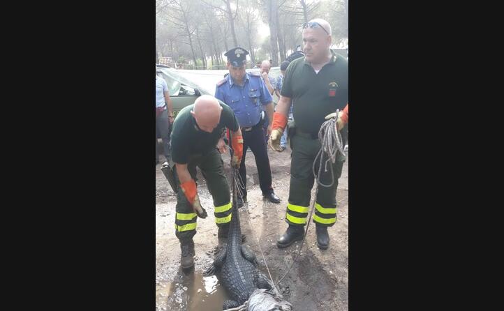 l animale bloccato